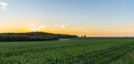 Rural landscape during summer time, agricultural fields a beautiful sunset evening.の写真素材