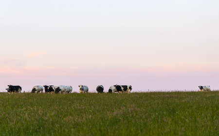 Rural landscape during summer time, agricultural fields on a beautiful day.の写真素材