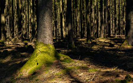 Panorama of a green forest during summer time. Old trees.の写真素材