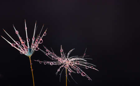 Nature in detail, dandelion flower seed close up with dewdrops on a black background with copy spaceの写真素材