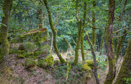 Old forest in the Belgian Ardennes in the region of Bouillon during summer time.の写真素材