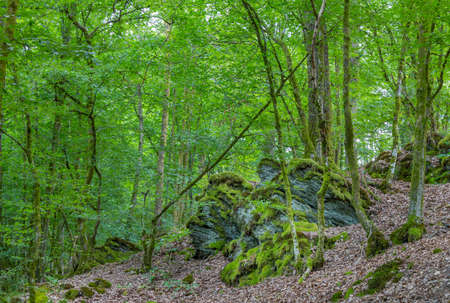 Old forest in the Belgian Ardennes in the region of Bouillon during summer time.の写真素材