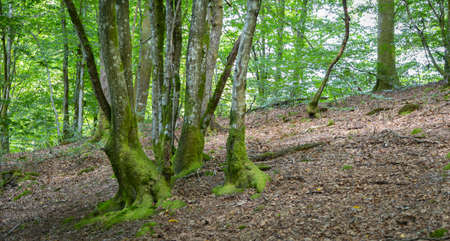 Old forest in the Belgian Ardennes in the region of Bouillon during summer time.の写真素材