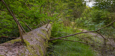 Old fallen tree in the Belgian Ardennes in the region of Bouillon during summer time.の写真素材
