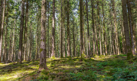 Old forest in the Belgian Ardennes in the region of Bouillon during summer time.の写真素材