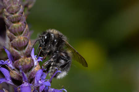 A wild bee looking for nectar on a purple flower with copy space.の写真素材