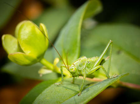 A green grasshopper sitting on a leaf ready to jump.の写真素材