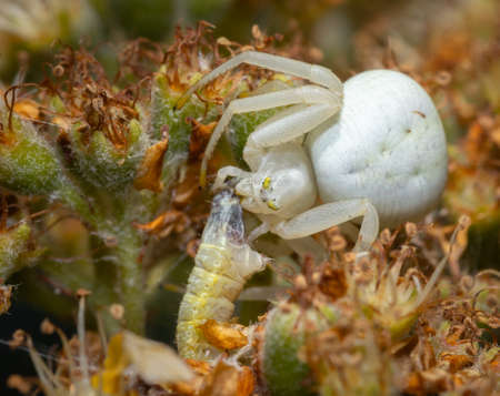 Close up of a Chameleon spider on a flower catching a worm.の写真素材