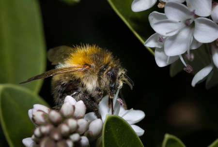 Close up of a Bumblebee collecting nectar from a white flower during summer.の写真素材