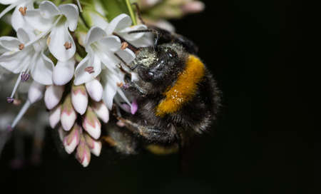 Close up of a Bumblebee collecting nectar from a white flower during summer.の写真素材