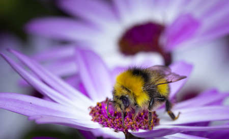 Close up of a Bumblebee collecting nectar from a white flower during summer.の写真素材