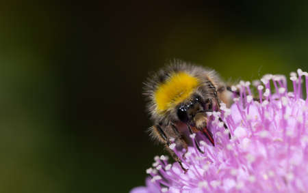 Close up of a Bumblebee collecting nectar from a white flower during summer.の写真素材