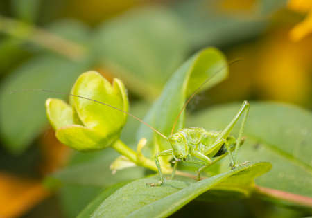 A green grasshopper sitting on a leaf ready to jump.の写真素材