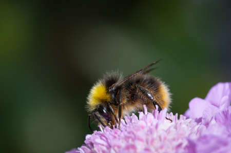 Close up of a Bumblebee collecting nectar from a white flower during summer.の写真素材
