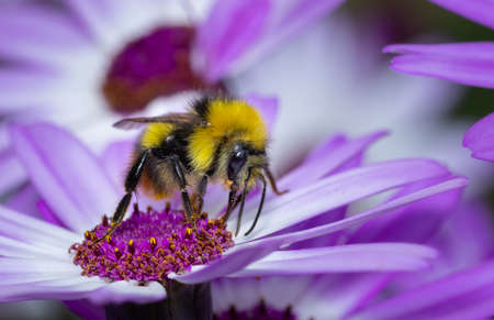 Close up of a Bumblebee collecting nectar from a white flower during summer.の写真素材