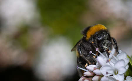 Close up of a Bumblebee collecting nectar from a white flower during summer.の写真素材