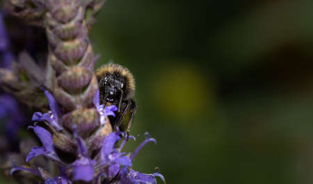 A wild bee looking for nectar on a purple flower with copy space.の写真素材