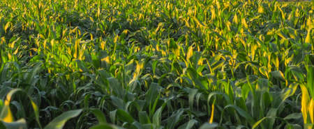 A field of young corn plants during sunset in the summer.の写真素材