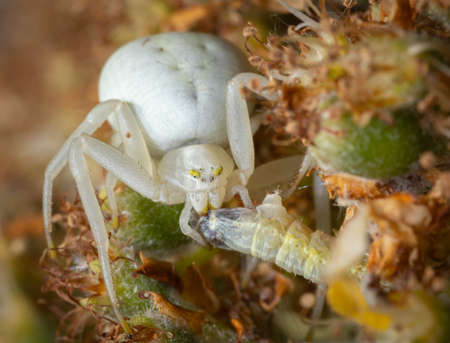 Close up of a Chameleon spider on a flower catching a worm.の写真素材