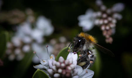 Close up of a Bumblebee collecting nectar from a white flower during summer.の写真素材