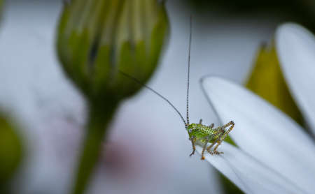 Small speckled cricket standing on a white flower pellet, with copy space.の写真素材
