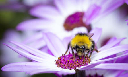 Close up of a Bumblebee collecting nectar from a white flower during summer.の写真素材