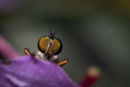 Close up of an insect eyes standing on a purple flower.の写真素材