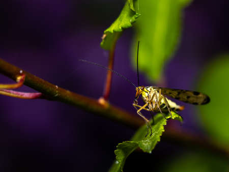 Close up of a scorpion fly standing on a leaf, with copy space.の写真素材