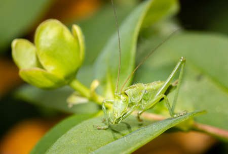 A green grasshopper sitting on a leaf ready to jump.の写真素材