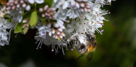 Close up of a Bumblebee collecting nectar from a white flower during summer.の写真素材