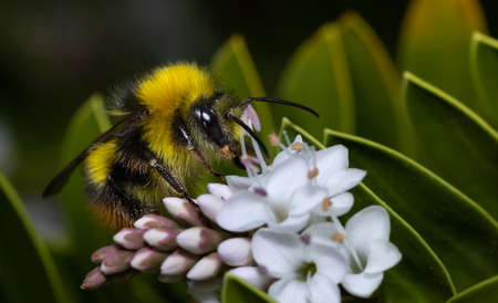 Close up of a Bumblebee collecting nectar from a white flower during summer.の写真素材