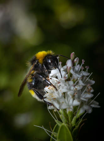 Close up of a Bumblebee collecting nectar from a white flower during summer.の写真素材