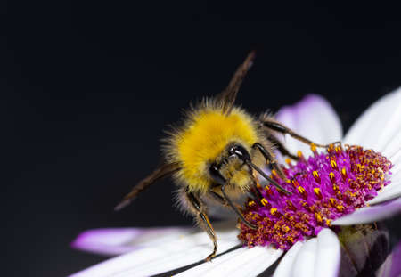 Close up of a Bumblebee collecting nectar from a white flower during summer.の写真素材