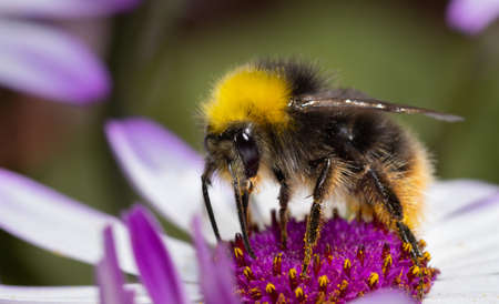 Close up of a Bumblebee collecting nectar from a white flower during summer.の写真素材