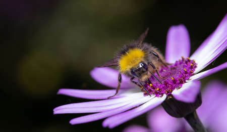Close up of a Bumblebee collecting nectar from a white flower during summer.の写真素材