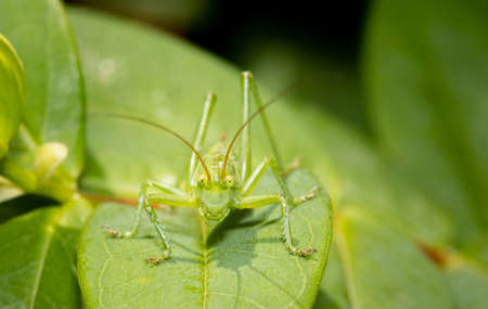 A green grasshopper sitting on a leaf ready to jump.の写真素材