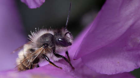 Close up of a early mining bee sitting on a purple flower looking for nectar.の写真素材
