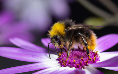 Close up of a Bumblebee collecting nectar from a white flower during summer.の写真素材