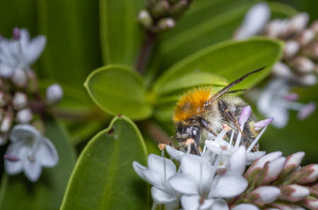 Close up of a Bumblebee collecting nectar from a white flower during summer.の写真素材