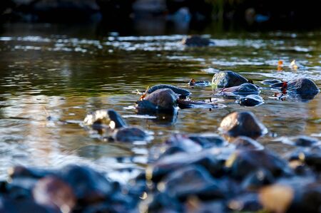 Cold Riverの写真素材