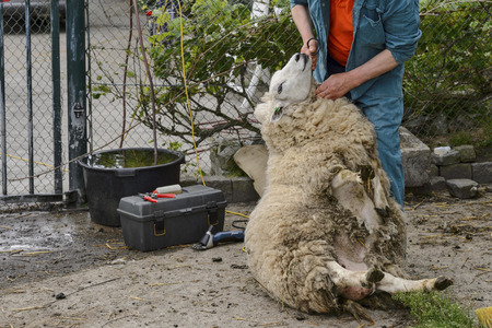 Man is busy shaving a sheepの写真素材
