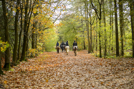 Rucphen, The Netherlands - October 29, 2013: Group of horse riders in the forest in autumnのeditorial素材