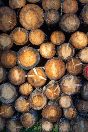 Bunch of stacked tree trunks in the forest. Vertical format texture