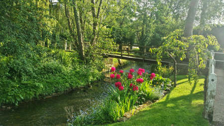 Pretty stream in late afternoon light