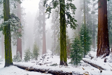 Fog and snow cover the gaint sequoias of the Mariposa Grove in Yosemite の写真素材