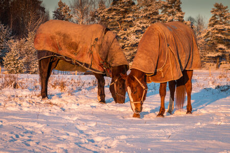 Horses with coversの写真素材