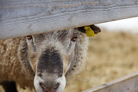 sheep looking forward under a wooden plank to a fenceの写真素材