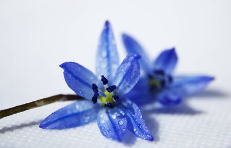 blue flower with water drops in white studio2019-05-16 Umea Swedenの写真素材