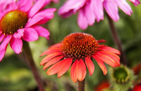 red flower with pink flowers in the backgroundの写真素材
