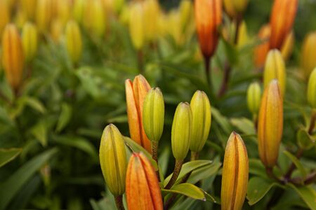 lots of orange flowers, leaves and buds with blurry background in Umeaの写真素材